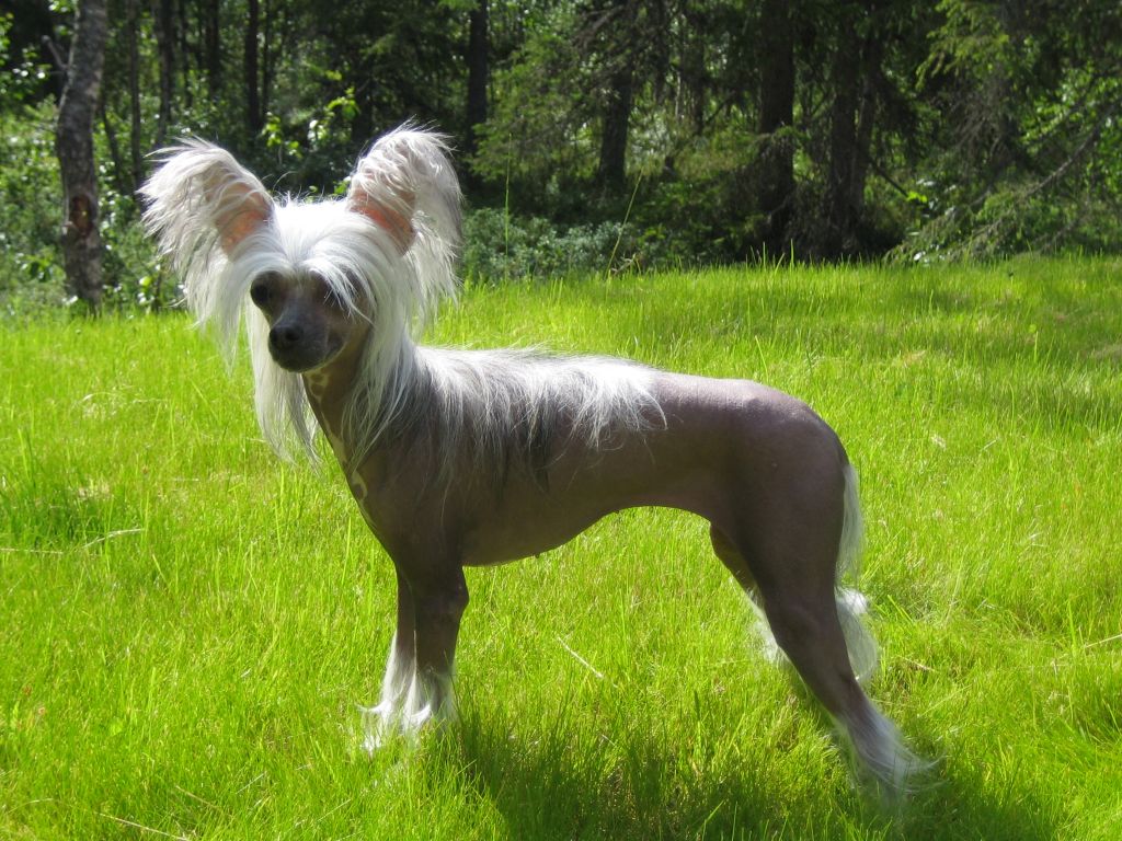 Zhannel's Stop'N Stare