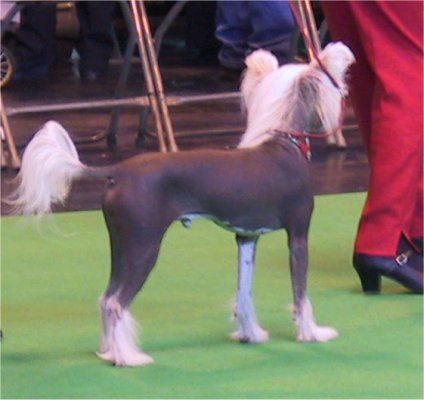 Omegaville Pure Pzazz  1 R CC