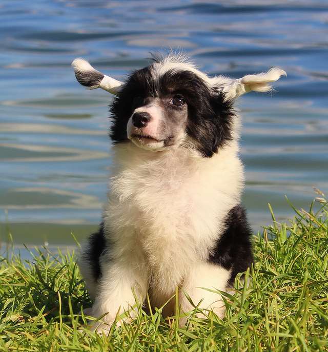 Angel O' Check Sibiriak