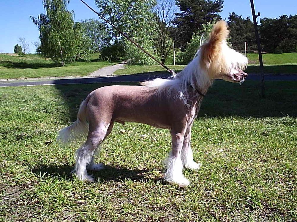 Shadow White Dragunov