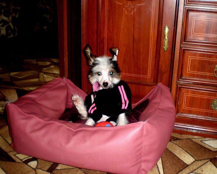 Poker Salvador Dalí