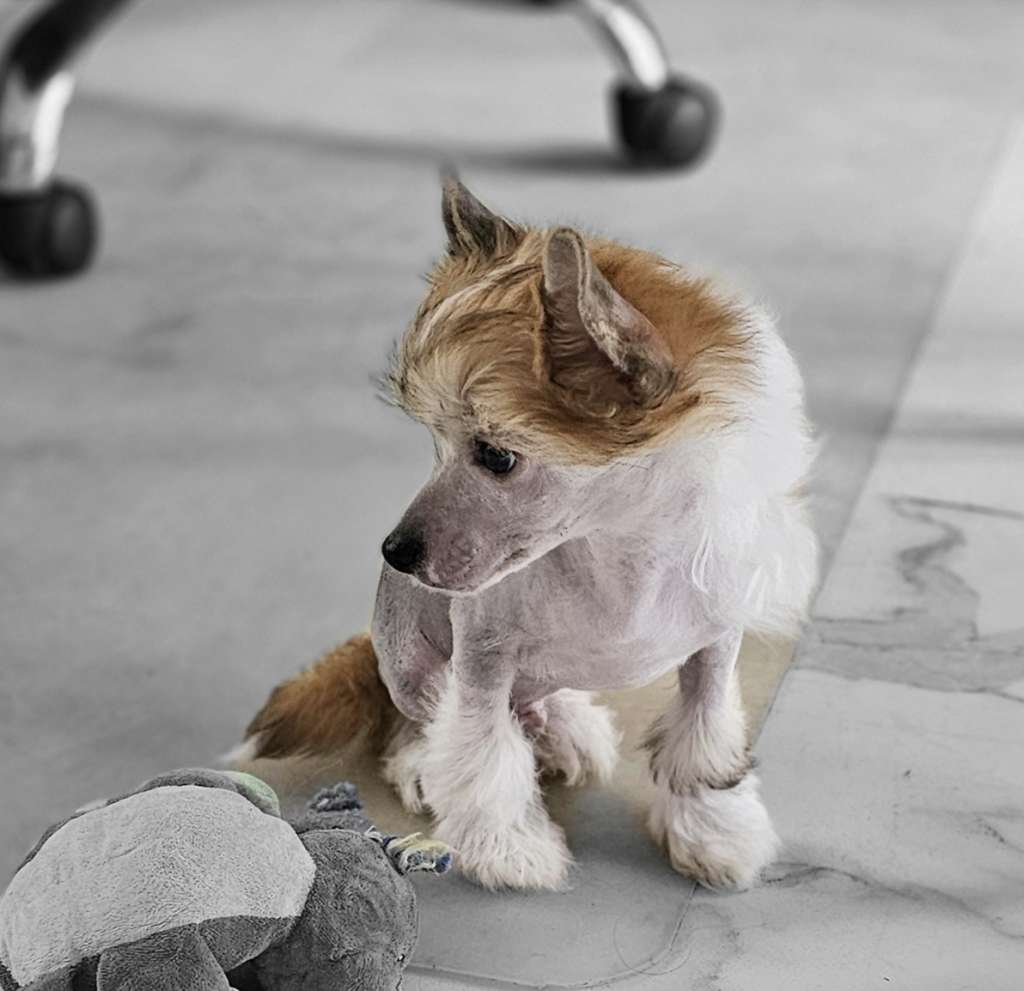 Zidane Little Charmings