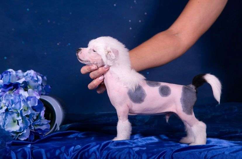 Fiery Fame Daredevil