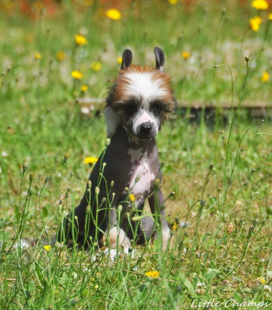 T'es Bath Little Champs