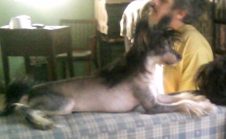 Apogee Here For The Party At Celtic