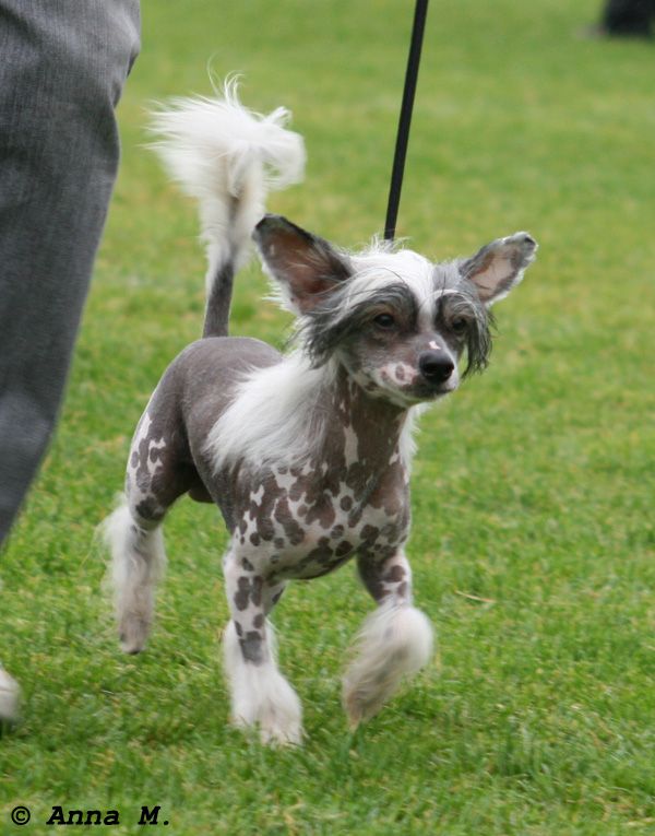 Tiny DeWill's Nallekarkki