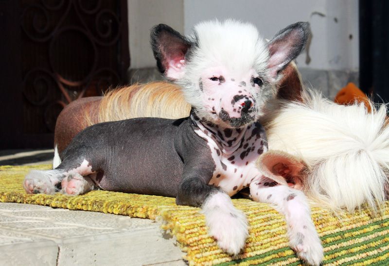 Dream Blues Ladybird Miracolo Dell'anima