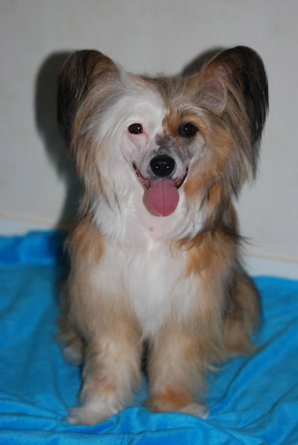 Oamor Ramya Black Betty Bam Ba Lam