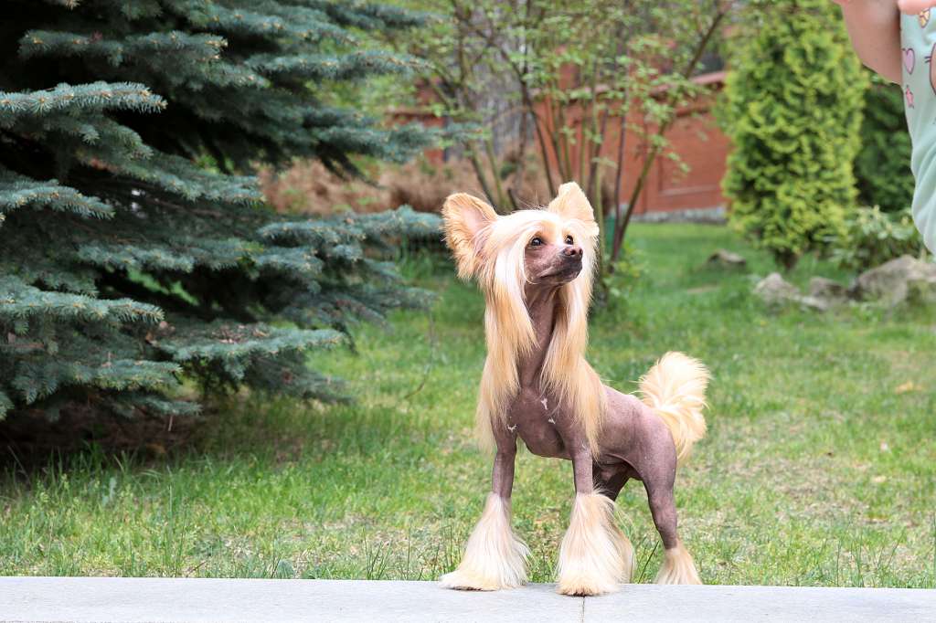 Incanto Del Mondo Oscar the Golden Prize