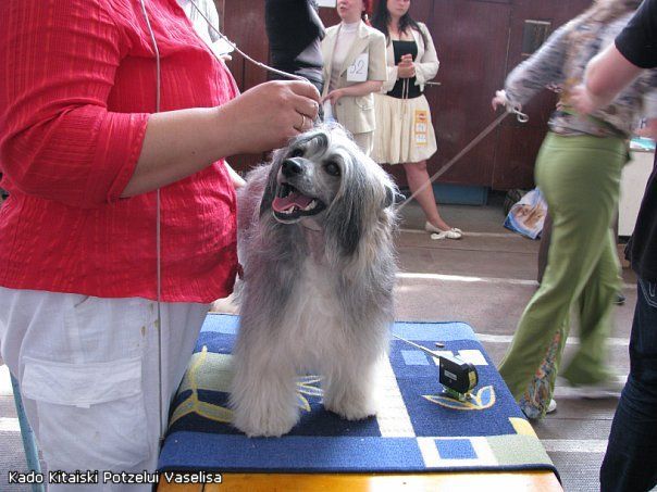 Kado Kitaiski Potselui Vasilisa