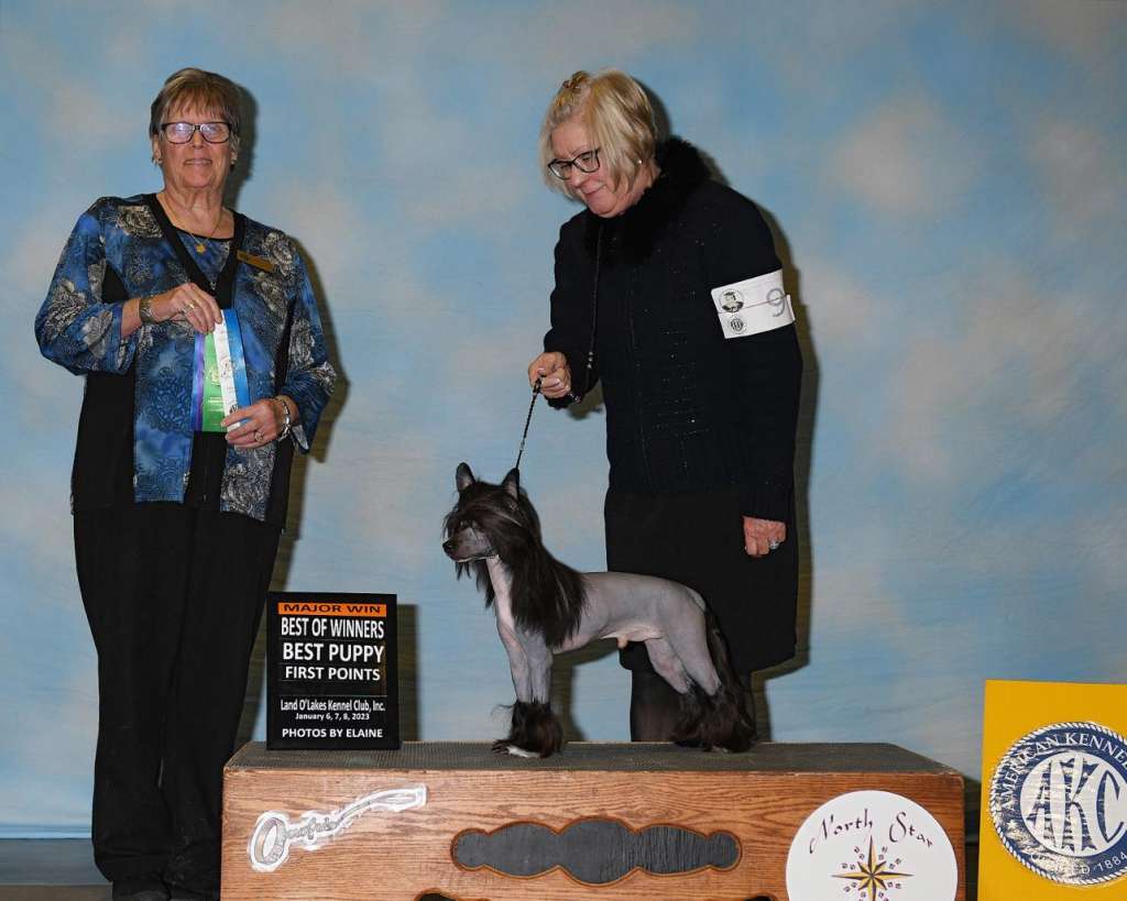 Amadeus z Jasne hvezdy