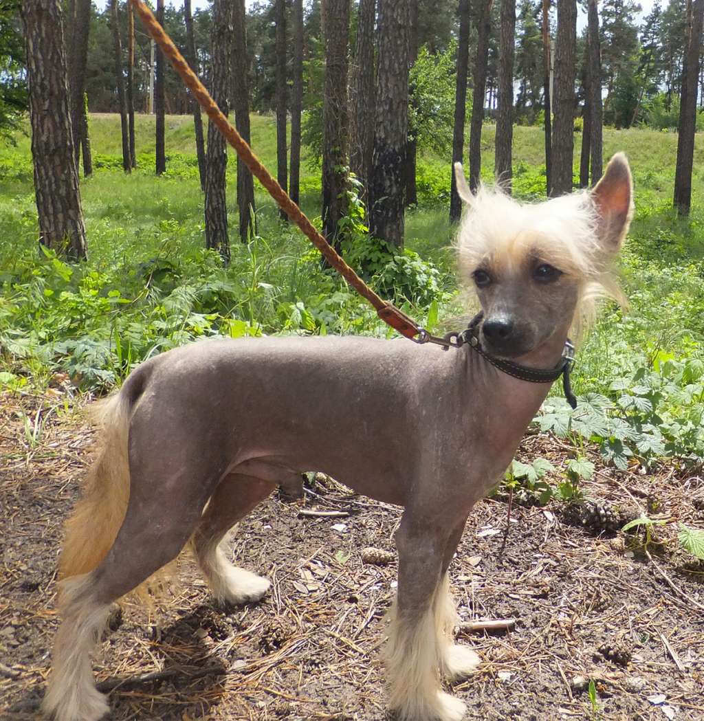 Maximilian Rugen Miko