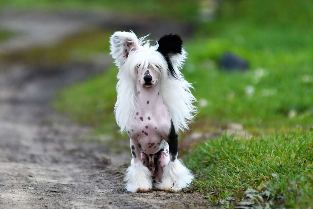 Pierrot Winning Smile