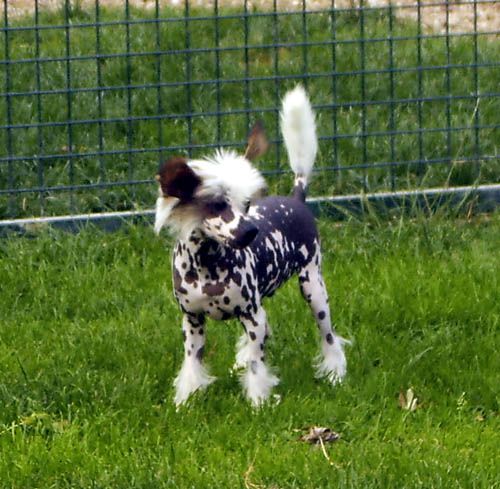 Oriental Jokes Corlandus