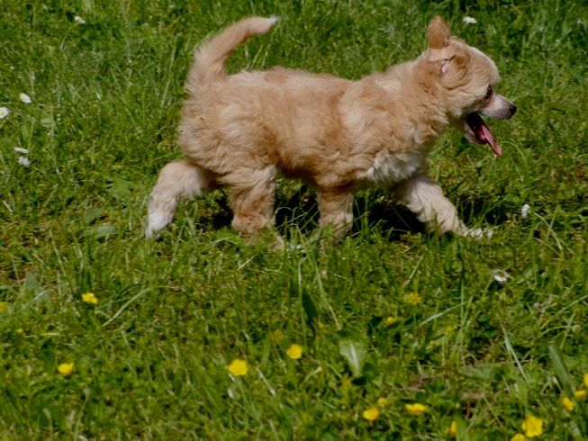 Treasure Guardians Diamond