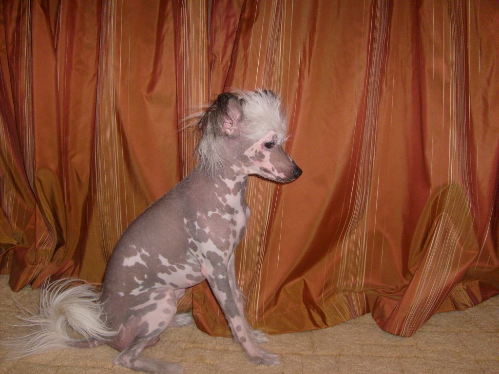 Passija Pani Patrisija