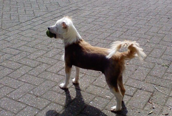 Maàlablya's Icefever