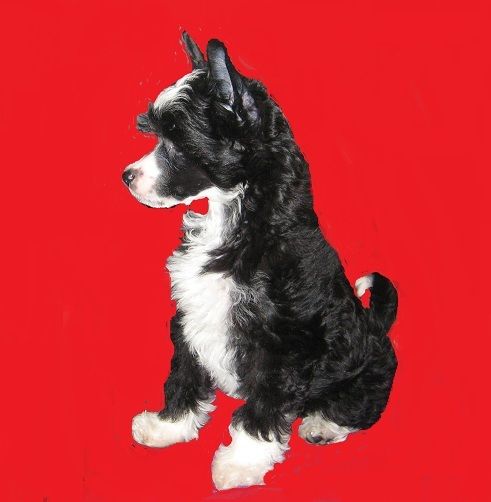 Arabea Angels Bellatrix