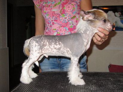 Elenline Landish Serebristiy