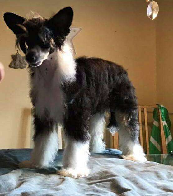 Denize'z Gizmo'z Lightning Bolt