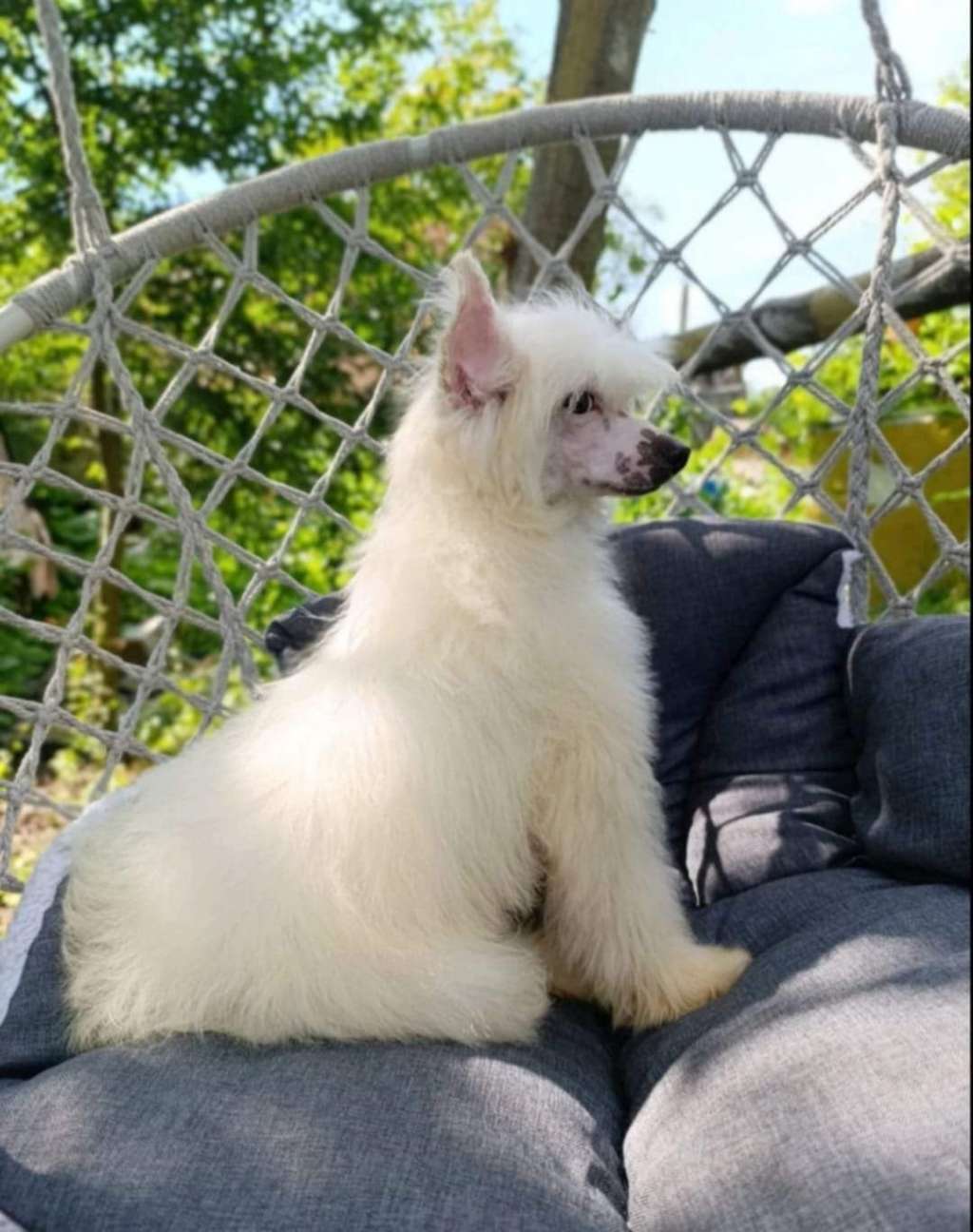 Beauty Incomparable Gabriel