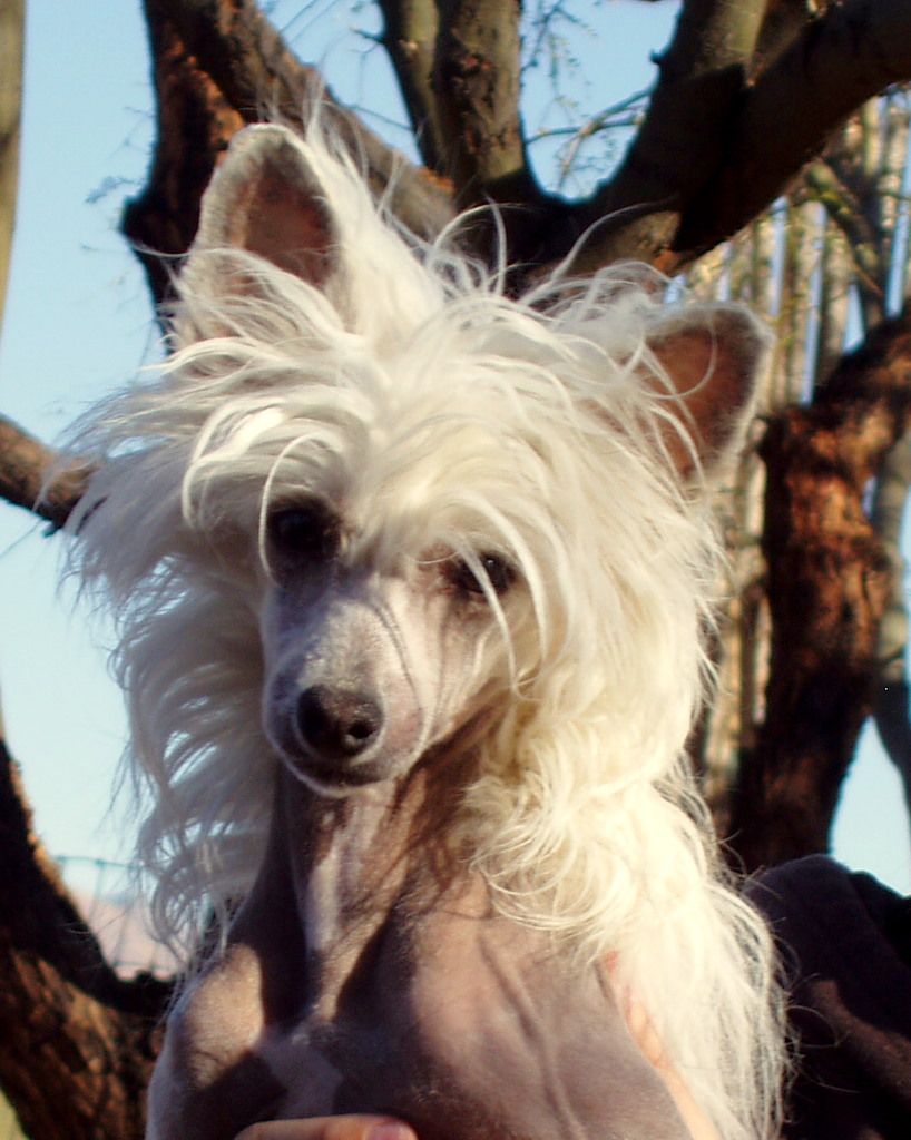 Krishna's Called Your Bluff