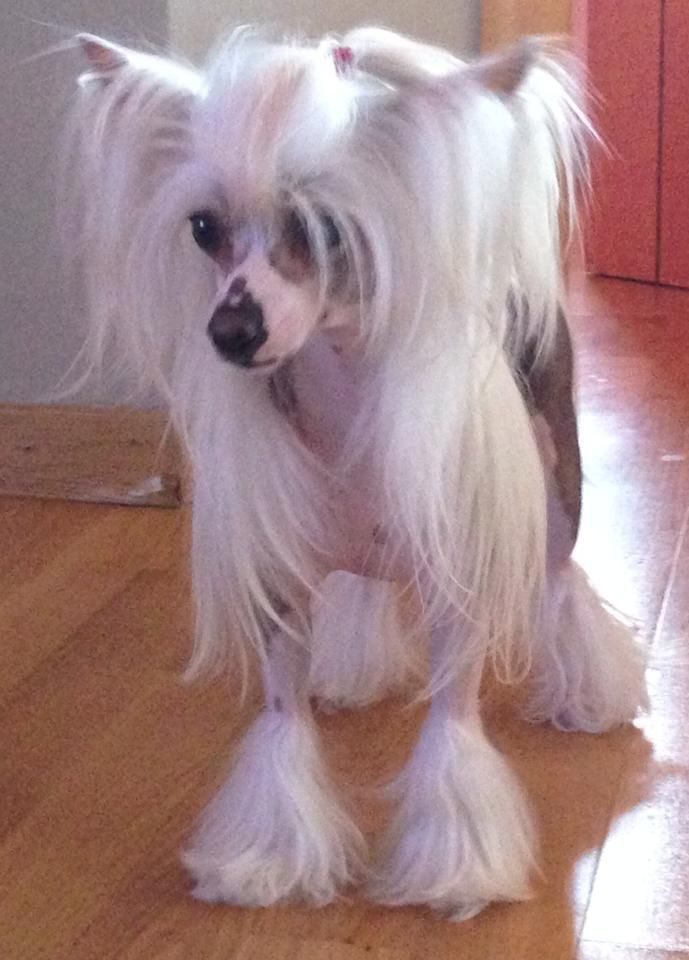 Kitty de L'Essence de Mon Tout