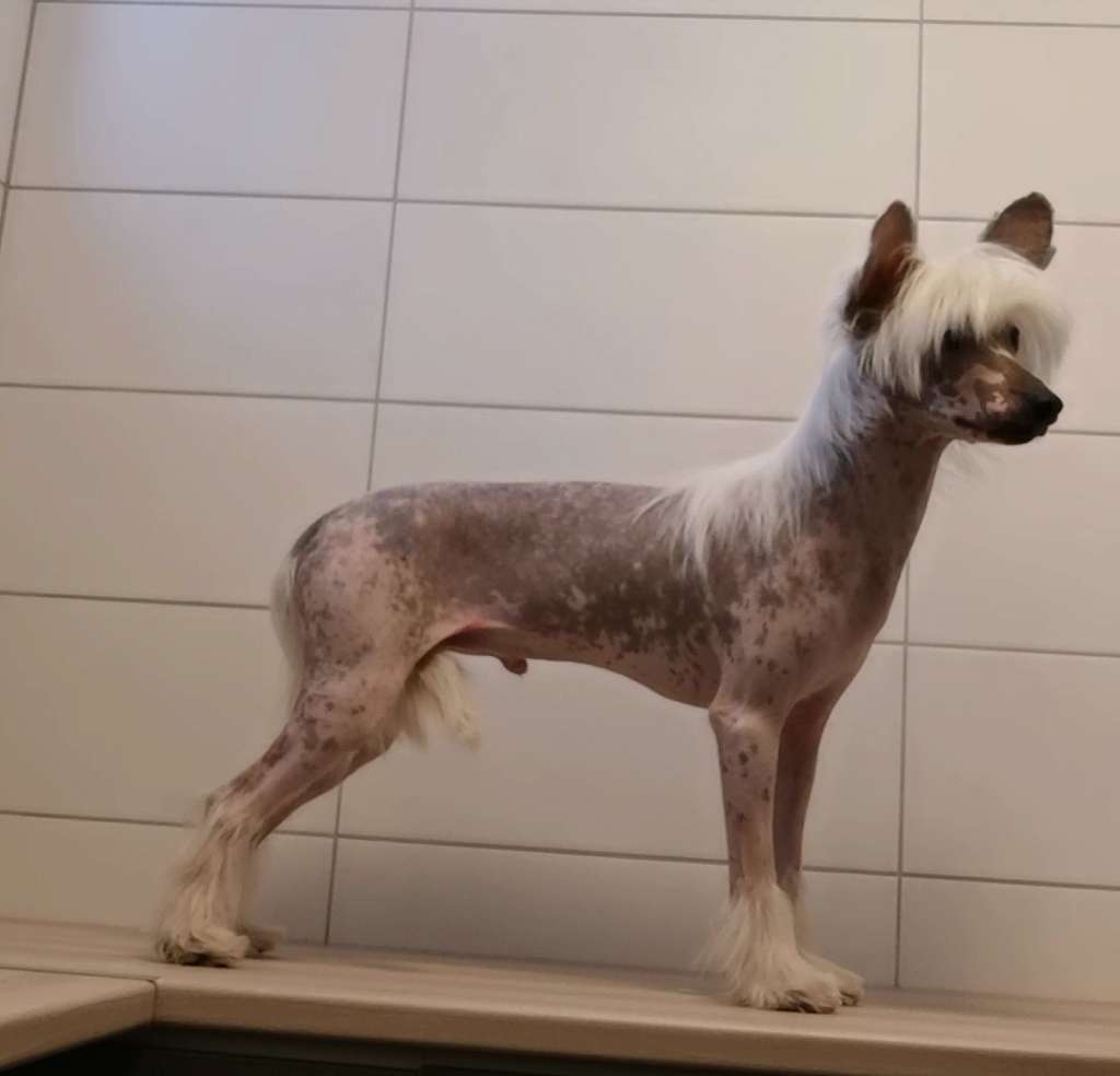 Zhannel's Just Because