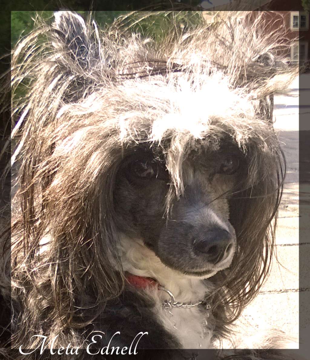 Tiny Rascal's Porsche Carrera