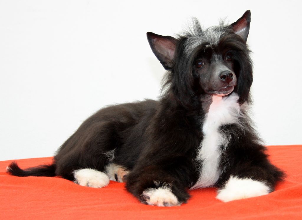 Apart King of Diamonds