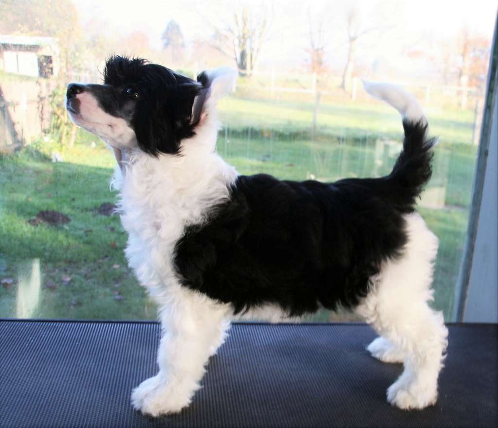 Be My Dog's Zimtschnecke