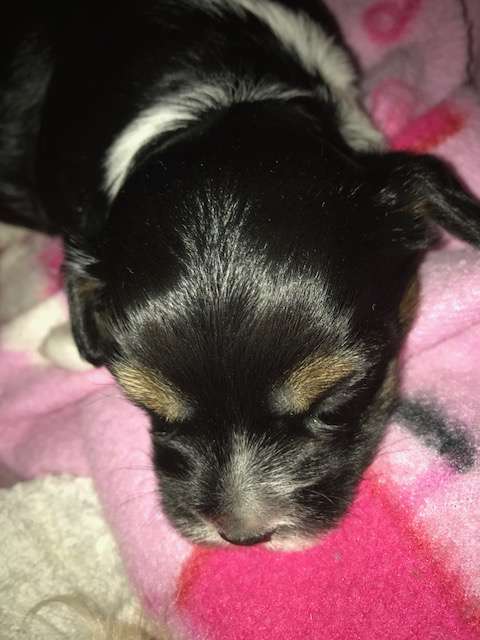 Konishiki Christmas Prayer