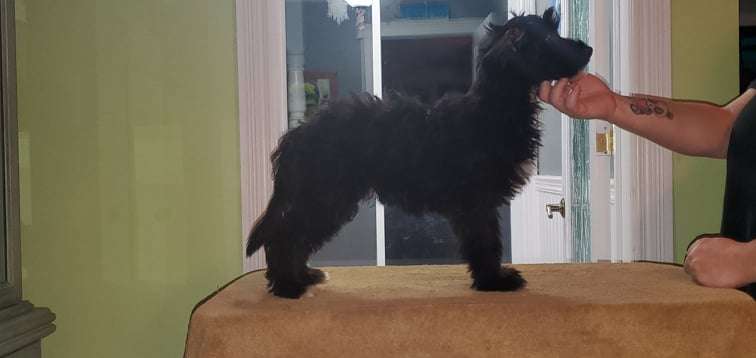 Silver Bluff A Golden Promise to Gardine (pending)