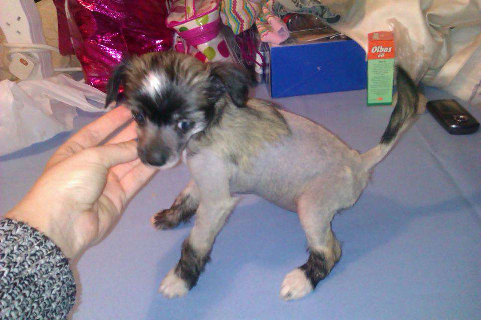 Salmoncrest Real Magic