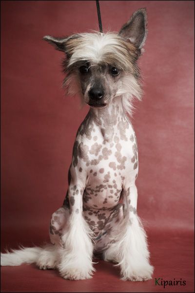 Apriori Vip Vermouth Bland 