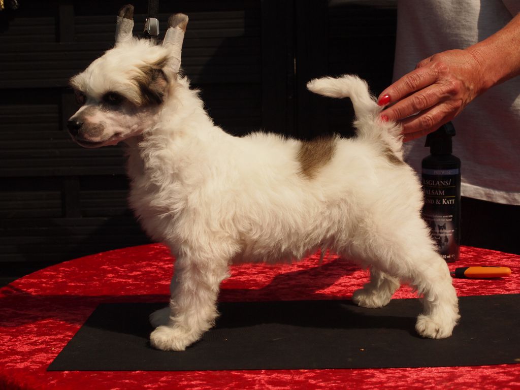 Lionheart Kaunt Down