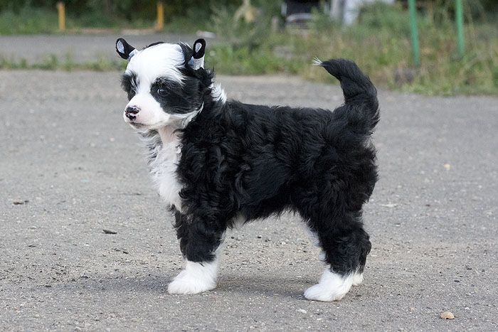 Status Imperial Supernatural