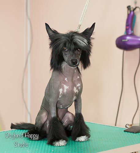 Dogland Happy Marzipan