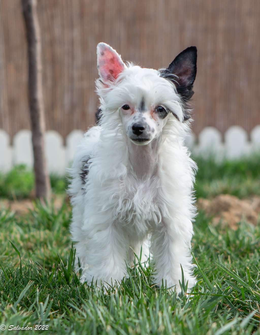 Zelendaya Do you love me