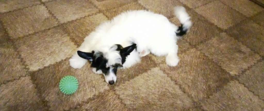 Naimuluna Line Coco Chanel (puff)