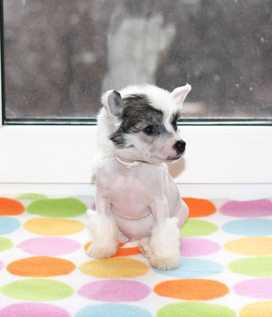 Vernisazh Mari Jeffrey