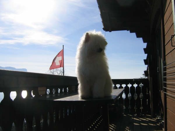 Oriental Jokes Daddy Cool