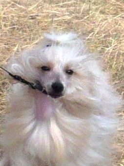 Charodey ot Volnogo Psa 