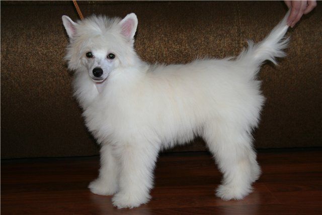 Status Imperial Great Boss