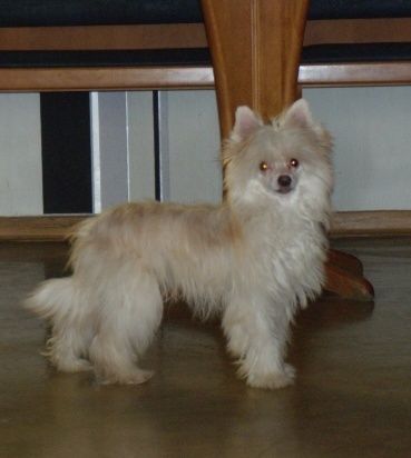 Treasure Guardians Imani