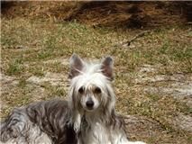 Cinondra's Racin' With The Wind