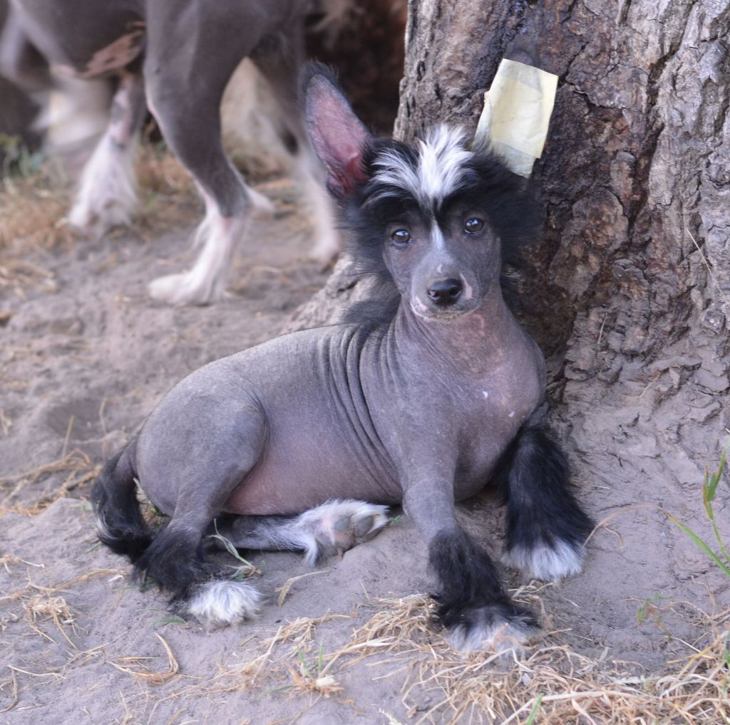 Legion Of Dream Theobald Conqueror Of Hearts