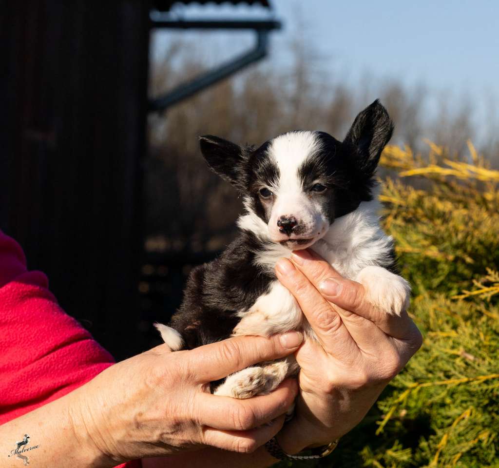 Velvet Destiny of Queen Malverne