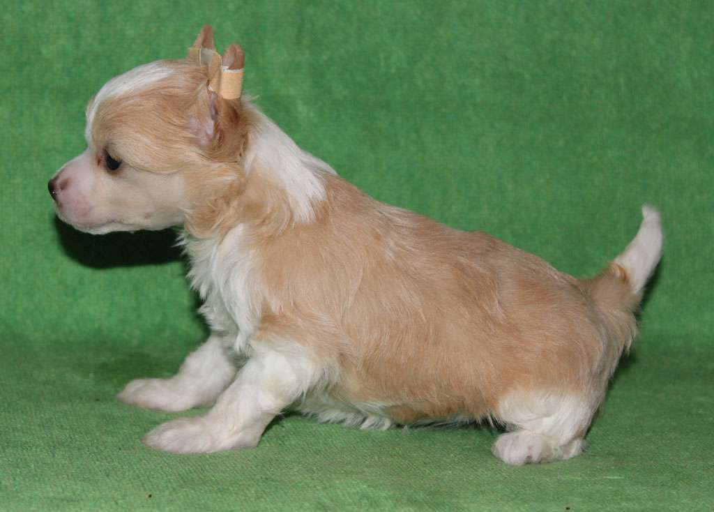 Nutty sugar de Almamasan