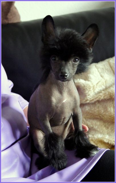 Dakil King of Diamonds